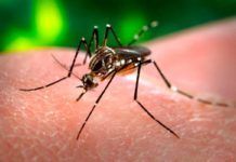 Los ‘puntos calientes’ de la fiebre del dengue en México anticipan los riesgos de zika y chikungunya Los ‘puntos calientes’ de la fiebre del dengue en México anticipan los riesgos de zika y chikungunya