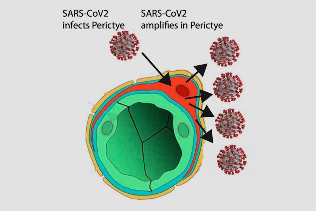 Ruta potencial de entrada del SARS-CoV-2 en el cerebro humano