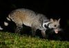 SARS-CoV-2 surgió en China tras la peste porcina de 2019 SARS-CoV-2 surgió en China tras la peste porcina de 2019
