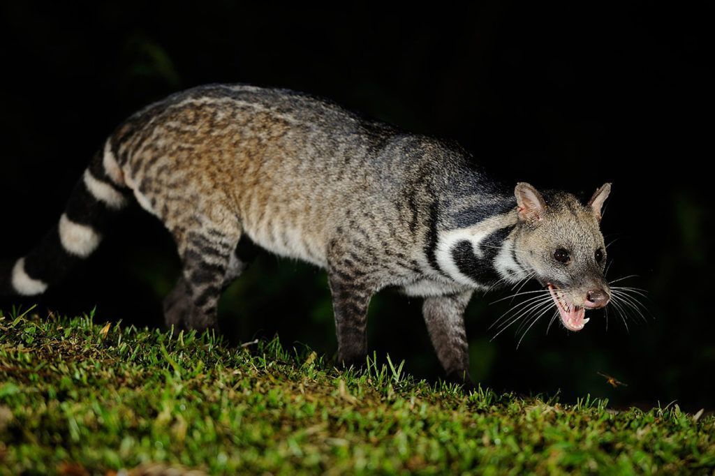SARS-CoV-2 surgió en China tras la peste porcina de 2019