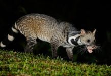 SARS-CoV-2 surgió en China tras la peste porcina de 2019 SARS-CoV-2 surgió en China tras la peste porcina de 2019
