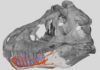 La mandíbula del ‘T. rex’ tenía sensores para detectar mejor a sus presas La mandíbula del T. rex tenía sensores para detectar mejor a sus presas