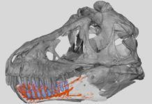 La mandíbula del ‘T. rex’ tenía sensores para detectar mejor a sus presas La mandíbula del T. rex tenía sensores para detectar mejor a sus presas