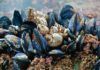 Sellan fístulas con biopegamento extraído de los mejillones Sellan fístulas con biopegamento extraído de los mejillones