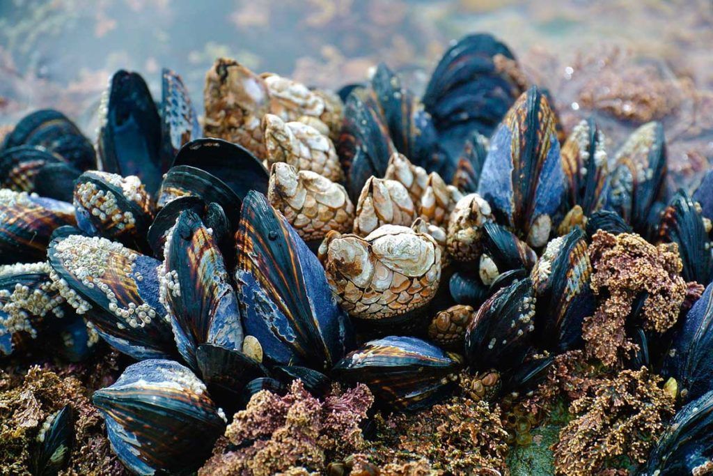 Sellan fístulas con biopegamento extraído de los mejillones