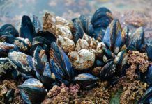 Sellan fístulas con biopegamento extraído de los mejillones Sellan fístulas con biopegamento extraído de los mejillones