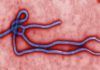 Éxito de la vacuna preventiva frente al virus del Ébola Éxito de la vacuna preventiva contra el virus del Ébola