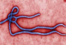 Éxito de la vacuna preventiva frente al virus del Ébola Éxito de la vacuna preventiva contra el virus del Ébola
