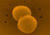 Nueva estrategia frente a la meningitis bacteriana, sin antibióticos Nueva estrategia frente a la meningitis bacteriana, sin antibióticos