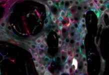 Nuevos hallazgos explican el funcionamiento del ‘segundo cerebro’ Nuevos hallazgos explican el funcionamiento del segundo cerebro