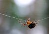 Cuestionan las propiedades antimicrobianas de la seda de araña Cuestionan las propiedades antimicrobianas de la seda de araña