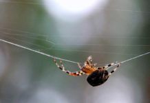 Cuestionan las propiedades antimicrobianas de la seda de araña Cuestionan las propiedades antimicrobianas de la seda de araña