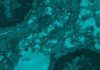 La nueva vacuna de nanopartículas tendrá mayor protección frente a las variantes del SARS-CoV-2 La nueva vacuna de nanopartículas tendrá mayor protección frente a las variantes del SARS-CoV-2