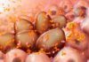 Identifican nuevos tipos de mieloma múltiple y posibles tratamientos Identifican nuevos tipos de mieloma múltiple y posibles tratamientos