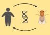 Hallan genes de la obesidad en la mosca de la fruta Hallan genes de la obesidad en la mosca de la fruta