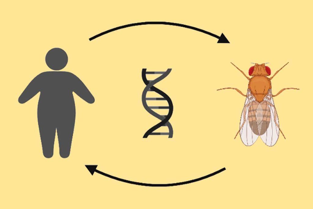 Hallan genes de la obesidad en la mosca de la fruta
