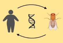 Hallan genes de la obesidad en la mosca de la fruta Hallan genes de la obesidad en la mosca de la fruta