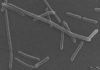 Hallan una nueva bacteria beneficiosa en la ‘materia oscura’ del intestino Hallan una nueva bacteria beneficiosa en la ‘materia oscura’ del intestino