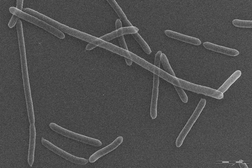 Hallan una nueva bacteria beneficiosa en la ‘materia oscura’ del intestino