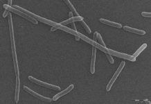 Hallan una nueva bacteria beneficiosa en la ‘materia oscura’ del intestino Hallan una nueva bacteria beneficiosa en la ‘materia oscura’ del intestino