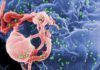 El VIH se copia a sí mismo tras iniciar la infección El VIH se copia a sí mismo tras iniciar la infección