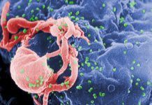 El VIH se copia a sí mismo tras iniciar la infección El VIH se copia a sí mismo tras iniciar la infección
