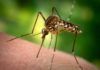 El virus del Dengue altera a los mosquitos para ser más eficiente El virus del Dengue altera a los mosquitos para ser más eficiente