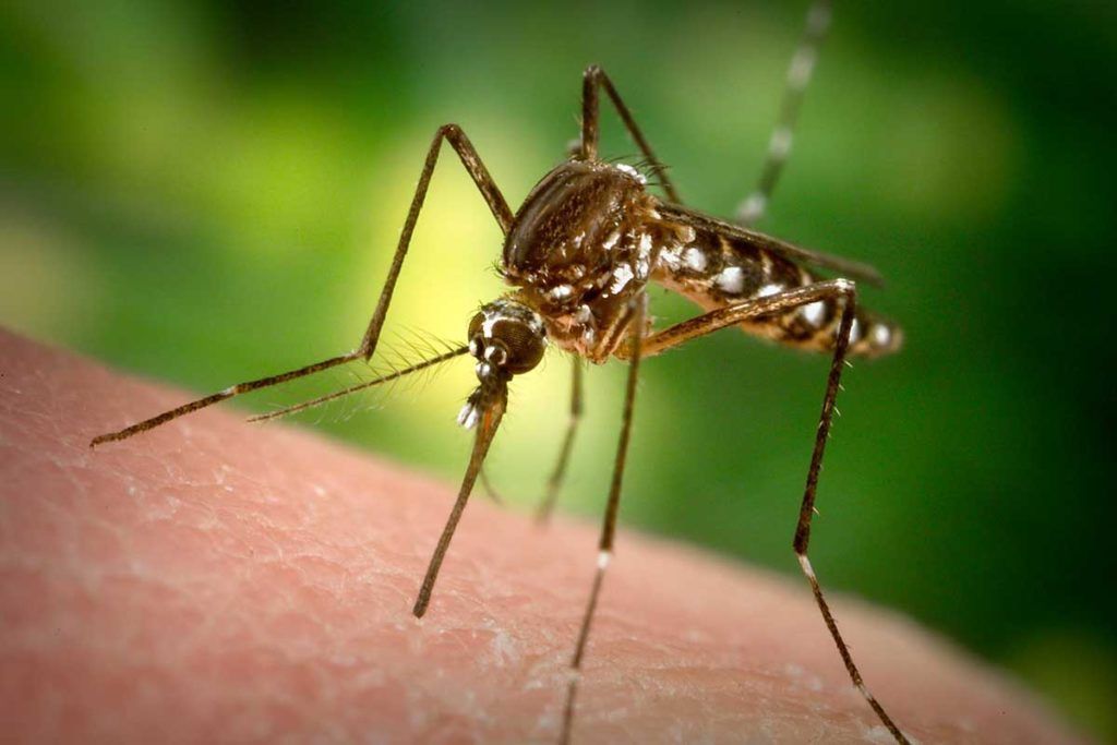El virus del Dengue altera a los mosquitos para ser más eficiente