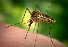 El virus del Dengue altera a los mosquitos para ser más eficiente El virus del Dengue altera a los mosquitos para ser más eficiente