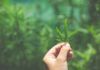 Dos cannabinoides frenan la infección del SARS-CoV-2 Dos cannabinoides frenan la infección del SARS-CoV-2