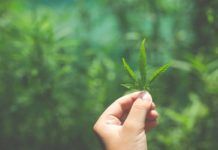 Dos cannabinoides frenan la infección del SARS-CoV-2 Dos cannabinoides frenan la infección del SARS-CoV-2
