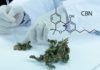 El cannabinol previene el daño oxidativo de las neuronas El cannabinol previene el daño oxidativo de las neuronas