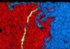Descubren un nuevo mecanismo de comunicación entre virus y bacterias Descubren un nuevo mecanismo de comunicación entre virus y bacterias
