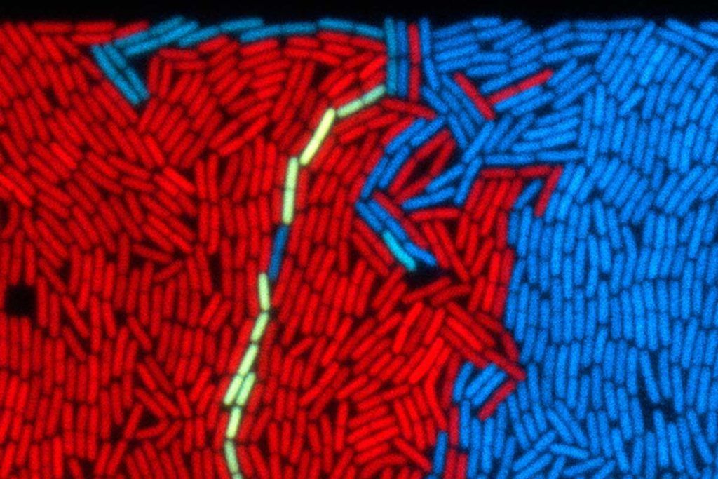 Descubren un nuevo mecanismo de comunicación entre virus y bacterias