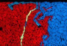 Descubren un nuevo mecanismo de comunicación entre virus y bacterias Descubren un nuevo mecanismo de comunicación entre virus y bacterias