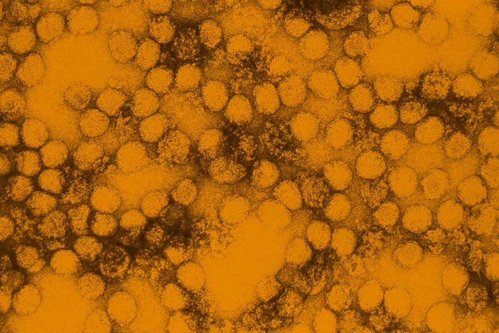 ¿Por qué la vacuna contra la fiebre amarilla es una de las más eficaces?