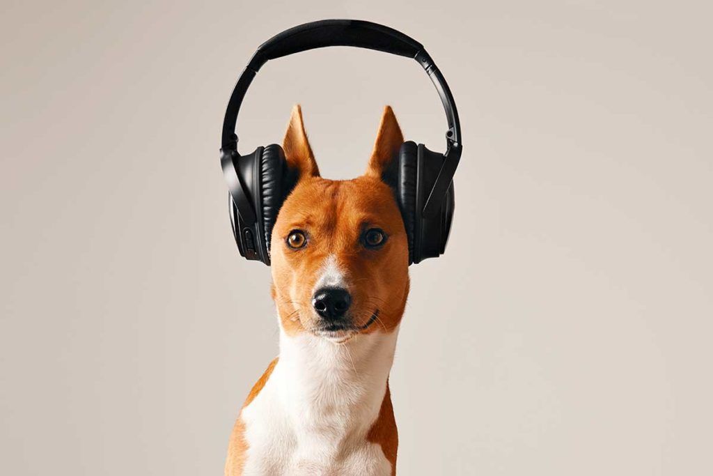 Los cerebros de los perros distinguen dos idiomas