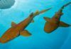 El sistema inmune del tiburón neutraliza el SARS-CoV-2 El sistema inmune del tiburón neutraliza el SARS-CoV-2