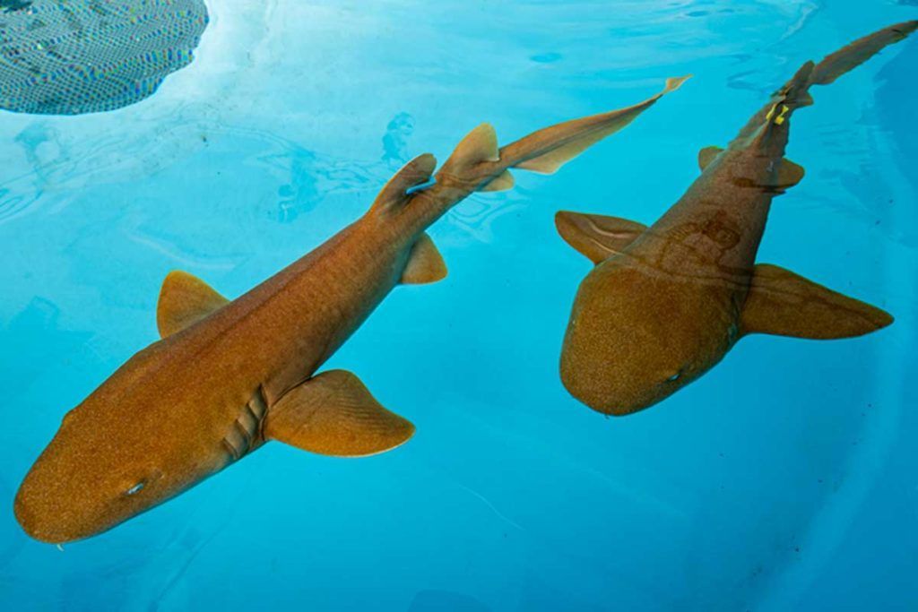 El sistema inmune del tiburón neutraliza el SARS-CoV-2
