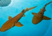 El sistema inmune del tiburón neutraliza el SARS-CoV-2 El sistema inmune del tiburón neutraliza el SARS-CoV-2