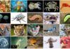 El proyecto ‘Earth Biogenome’ cataloga el ADN de 1,8 millones de especies El proyecto ‘Earth Biogenome’ cataloga el ADN de 1,8 millones de especies