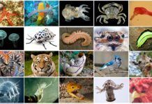El proyecto ‘Earth Biogenome’ cataloga el ADN de 1,8 millones de especies El proyecto ‘Earth Biogenome’ cataloga el ADN de 1,8 millones de especies