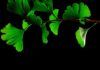 El extracto de ‘Ginkgo biloba’ reduce el daño cardíaco El extracto de 'Ginkgo biloba' reduce el daño cardíaco