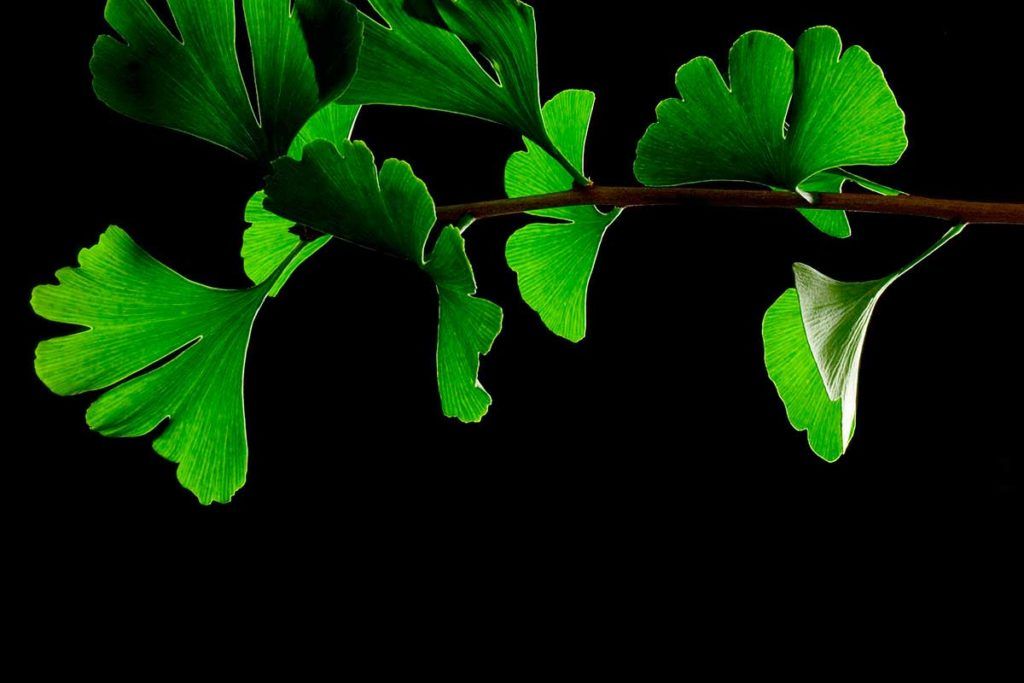 El extracto de 'Ginkgo biloba' reduce el daño cardíaco
