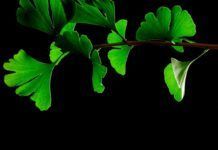 El extracto de ‘Ginkgo biloba’ reduce el daño cardíaco El extracto de 'Ginkgo biloba' reduce el daño cardíaco