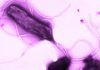 ‘Trampas ópticas’ contra ‘Helicobacter pylori’ ‘Trampas ópticas’ contra Helicobacter pylori