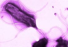 ‘Trampas ópticas’ contra ‘Helicobacter pylori’ ‘Trampas ópticas’ contra Helicobacter pylori
