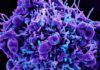 A propósito de los linfocitos T, diana celular del nuevo coronavirus A propósito de los linfocitos T, diana celular del nuevo coronavirus