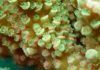 Desvelan los mecanismos génicos de la metamorfosis de los corales Desvelan los mecanismos génicos de la metamorfosis de los corales