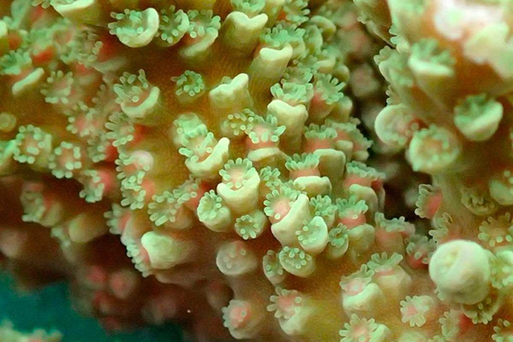Desvelan los mecanismos génicos de la metamorfosis de los corales